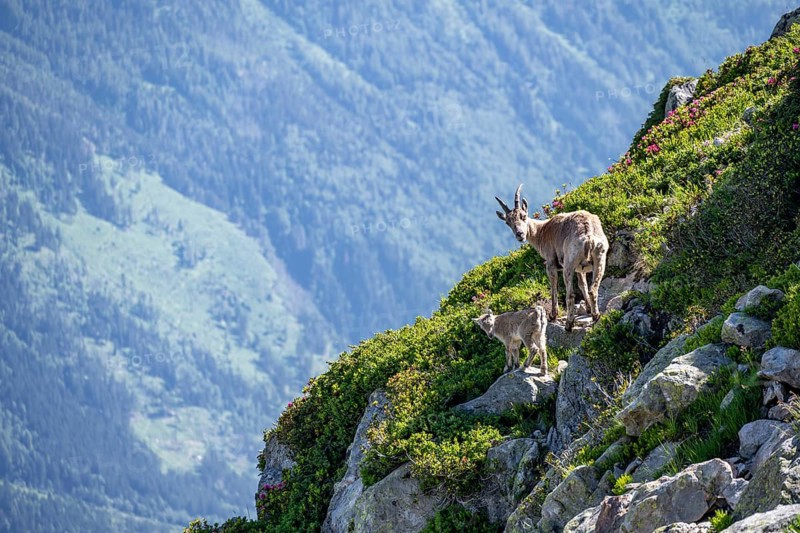 Alpine ibex (Capra ibex), mother with young with alpine roses, Aiguille Rouges, Chamonix, France, Europe