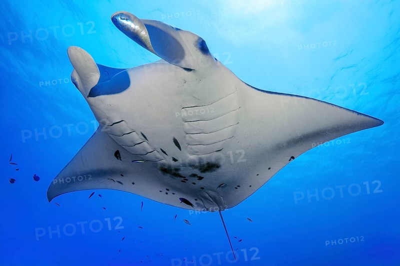 Underwater photo of Reef Manta (Manta alfredi) Manta, Devil Ray, Winged Ray, Reef Manta, plankton eater, hovering over cleaning station, Pacific, Indo-Pacific, Yap Island, Yap State, Caroline Islands, FSM, Federated States of Micronesia, Australia, Oceania