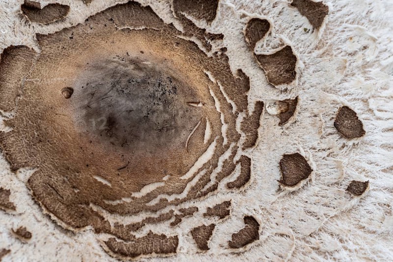 Large umbrella mushroom, Parasol (Macrolepiota procera), Emsland, Lower Saxony, Germany, Europe