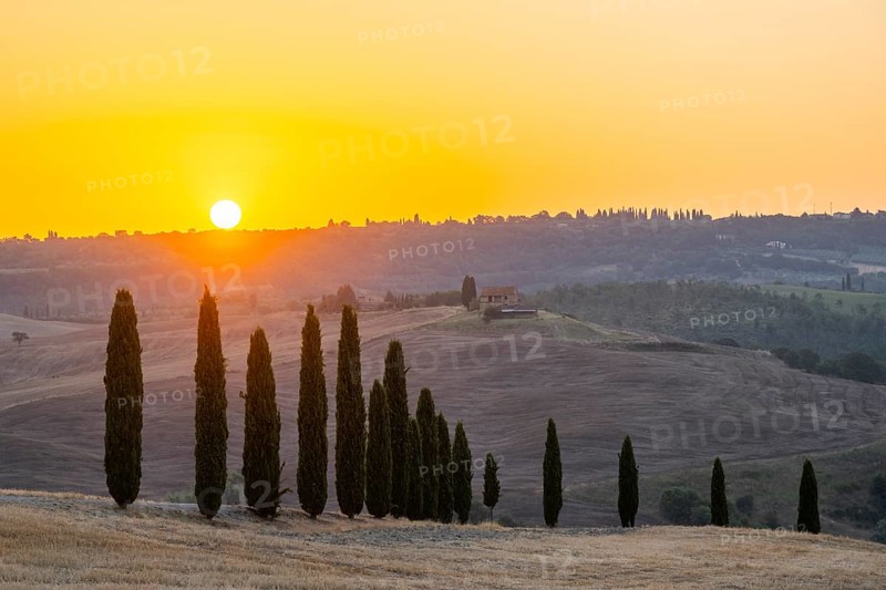 Typical Tuscan landscape in Val d'Orcia with hills, trees, fields, farmhouses and cypresses at sunrise in summer, Tuscany, Italy, Europe