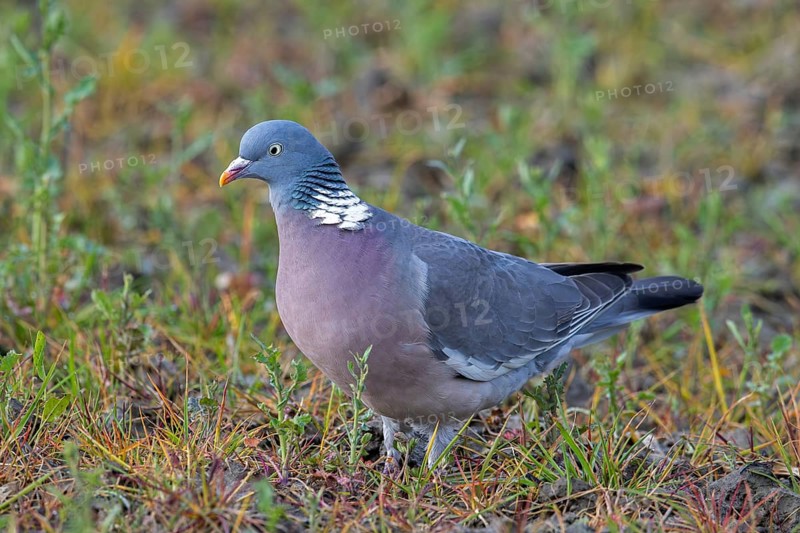 Common wood pigeon (Columba palumbus) foraging on the ground in field in spring