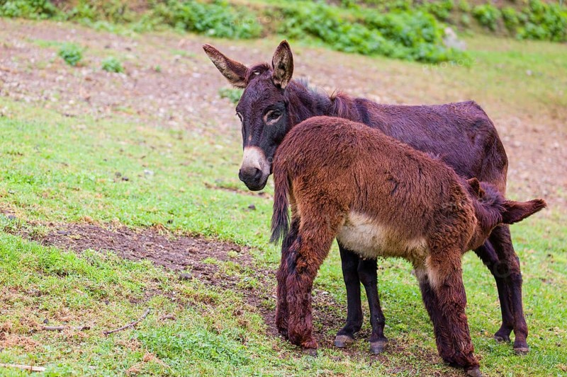 A female domestic donkey, Equus (africanus) asinus nurses her young on a green paddock