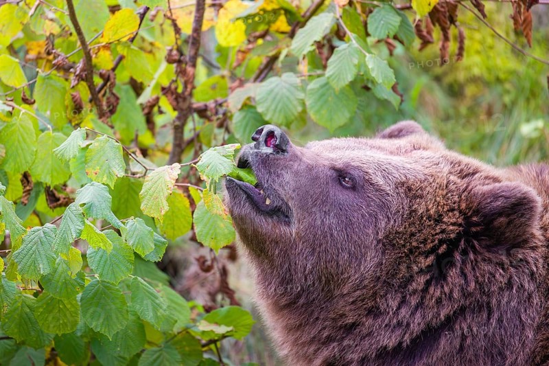 An adult female brown bear (Ursus arctos arctos) eating leaves from a birch tree