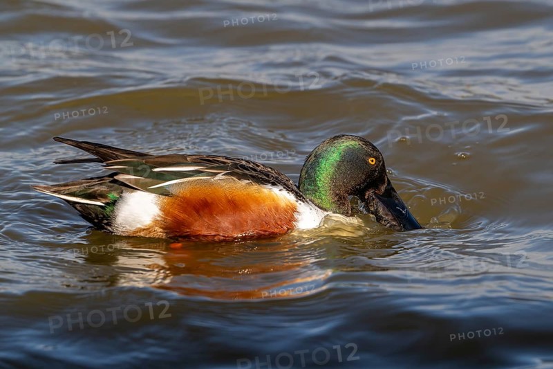 Northern shoveler (Spatula clypeata) adult male skimming crustaceans and plankton from the water's surface with lamellae in bill that act like sieves