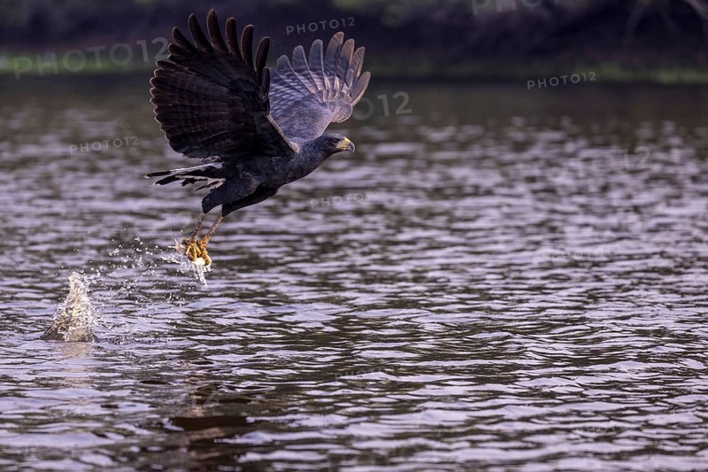 Black buzzard (Buteogallus urubitinga), with caught fish, Pantanal, Brazil, South America
