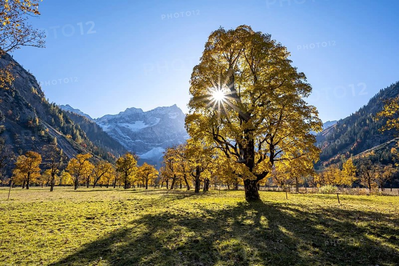 Sycamore maple with autumnal yellow foliage and sun star, large maple base in autumn, rocky mountain peaks with Spritzkarspitze in the background, Rißtal in the Eng, Karwendel, Tyrol, Austria, Europe