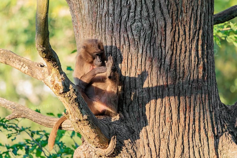 A young gelada (Theropithecus gelada) sits high in a tree in a forked branch and preens itself. A green and yellow forest can be seen in the background