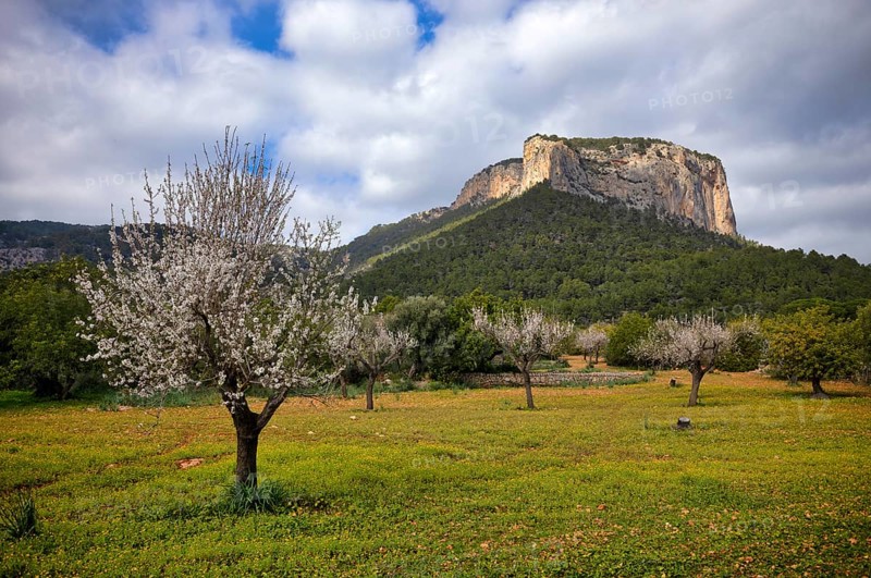 Almond blossom, almond trees, plantation, Tramuntana mountains behind, Serra de Tramuntana, Alaró, Calvià, Majorca, Balearic Islands, Balearic Islands, Spain, Europe