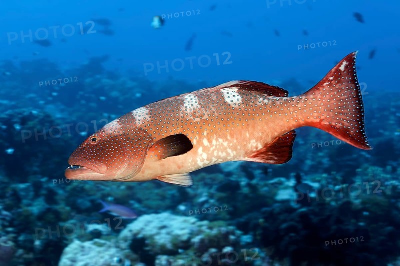 Leopard trout perch (Plectropomus leopardus), adult, Tuamotu Archipelago, French Polynesia, South Pacific, Pacific Ocean, Oceania