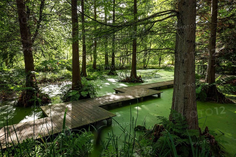 Bochum, North Rhine-Westphalia, Germany - Swamp cypresses in the tertiary pond, Botanical Garden of the Ruhr-Universität Bochum. As part of the Ruhr University Bochum, the botanical garden is primarily used for research and teaching, but also for education and public recreation