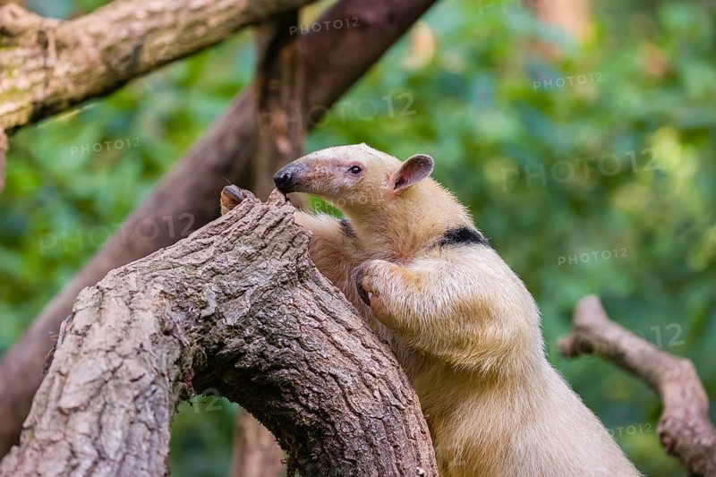 One southern tamandua (Tamandua tetradactyla), climbs up a tree in a forest