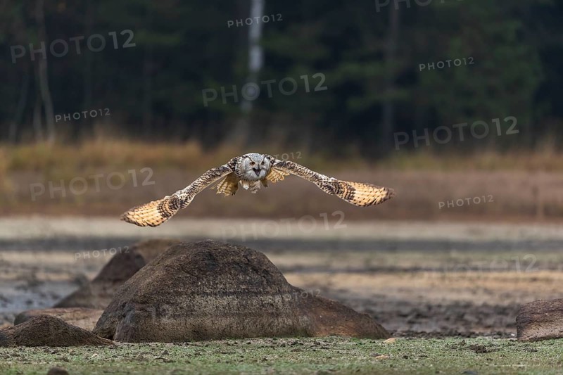One Siberian Eagle Owl (Bubo bubo sibiricus) flying over a dry lakeshore on an autumnal misty cold morning