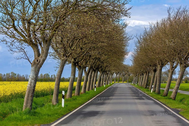Country road lined with common whitebeam trees (Aria edulis, Sorbus aria) in spring