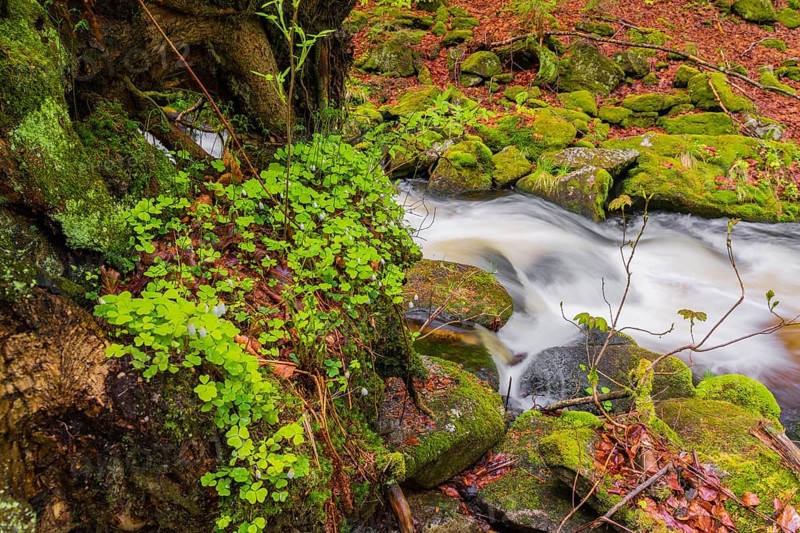 Kleine Ohe creek below Waldhaeuser village in the Bavarian Forest Nationalpark. Flowing water, little cascades, mossy stones and fresh green vegetation