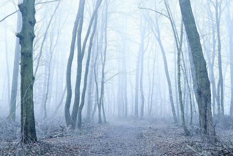 Hiking trail through deciduous forest in fog and frost, Freyburg (Unstrut), Saxony-Anhalt, Germany, Europe