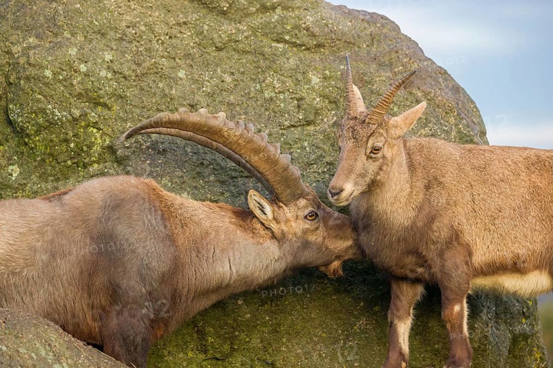 Two ibex (Capra ibex), a male and a female, stand on a rock. The male shows some flehming and sniffs on the female