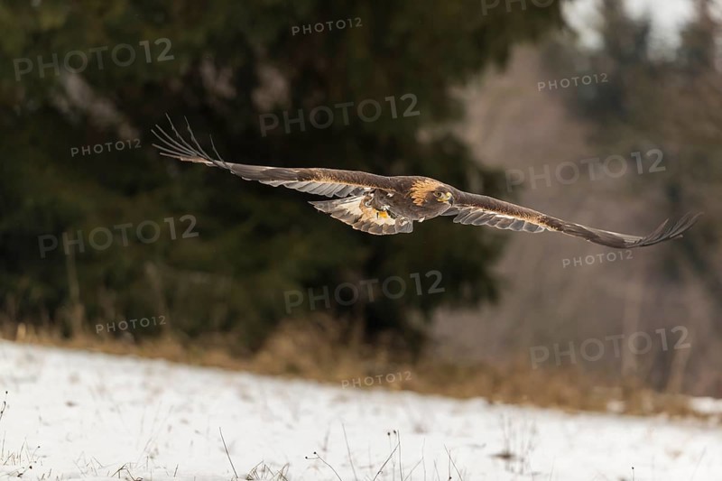 One golden eagle (Aquila chrysaetos) flying over a snowy meadow. A forest in the background. Carries a GPS Transmitter on it's back