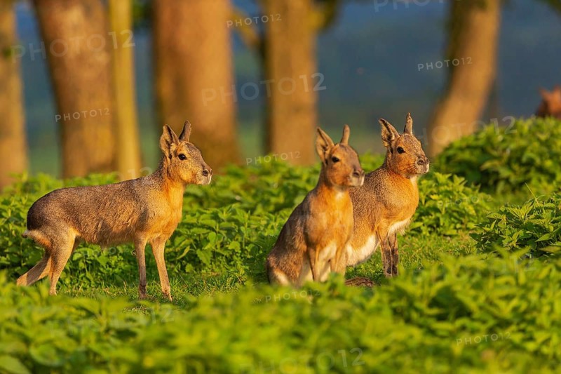 Three Patagonian maras (Dolichotis patagonum) stand on a meadow in early morning light