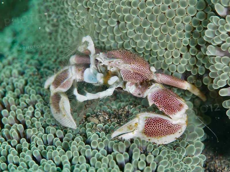 A porcelain crab, spotted porcelain crab (Neopetrolisthes maculatus), in a green sea anemone, dive site Puri Jati, Umeanyar, Bali, Indonesia, Asia
