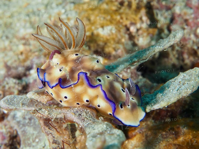 Exotic nudibranch with blue edges and brown patterning, magnificent star snail (Hypselodoris tryoni), in the water, dive site Napoleon, Permuteran, Bali, Indonesia, Asia