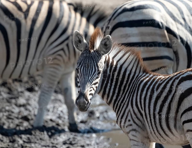 Plains Zebra (Equus quagga), young animal, animal portrait, Khama Rhino Sanctuary, Serowe, Botswana, Africa