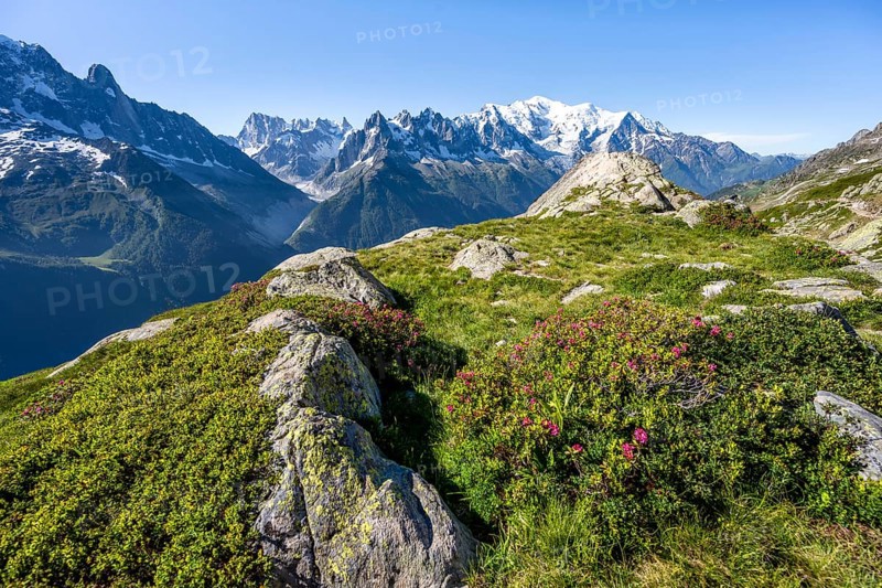 Mountain landscape with alpine roses, mountain panorama of the Mont Blanc massif with glaciated summit of Mont Blanc, Aiguilles Rouges, Chamonix-Mont-Blanc, Haute-Savoie, France, Europe