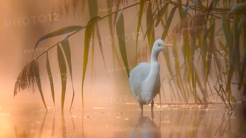 Great White Egret (Ardea alba) Winter visitor, migratory bird, light, resting bird, sunrise, reed belt, fog, flying, foraging, lake landscape, Middle Elbe Biosphere Reserve, Saxony-Anhalt, Germany, Europe