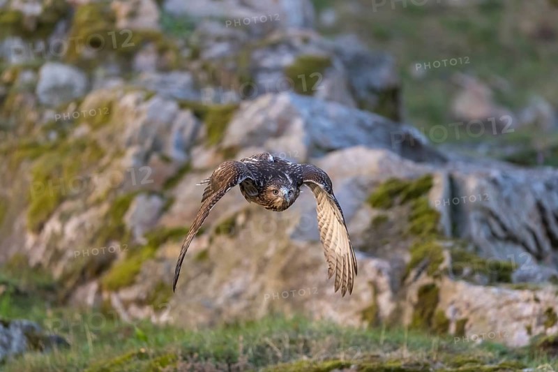 One red-tailed hawk (Buteo jamaicensis) flying over a rocky ground