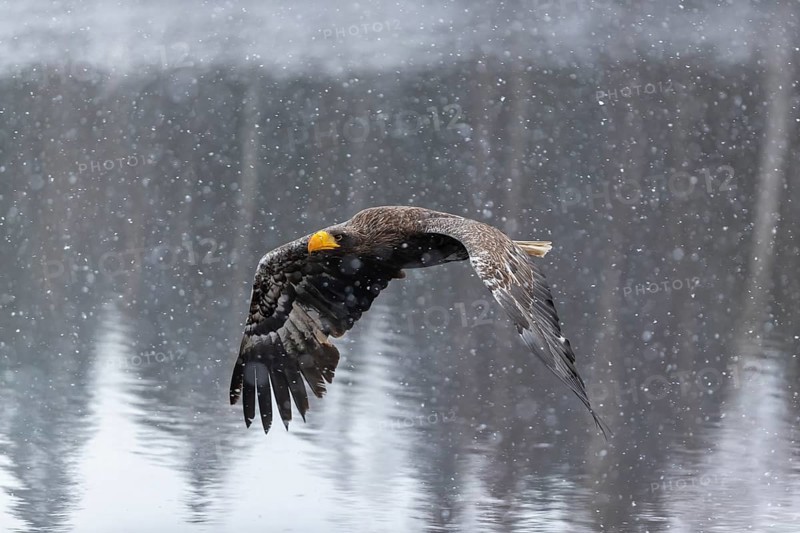 One young Steller's sea eagle (Haliaeetus pelagicus) flying over a lake while snow is falling. A forest in the background. Controlled condition