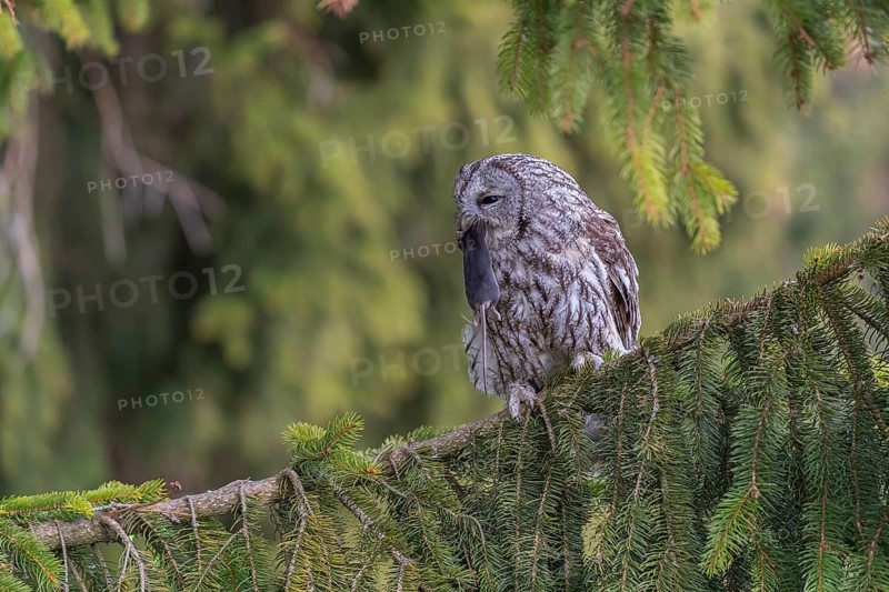 One tawny owl or brown owl (Strix aluco) sitting on a branch of a spruce tree, feeding on a mouse