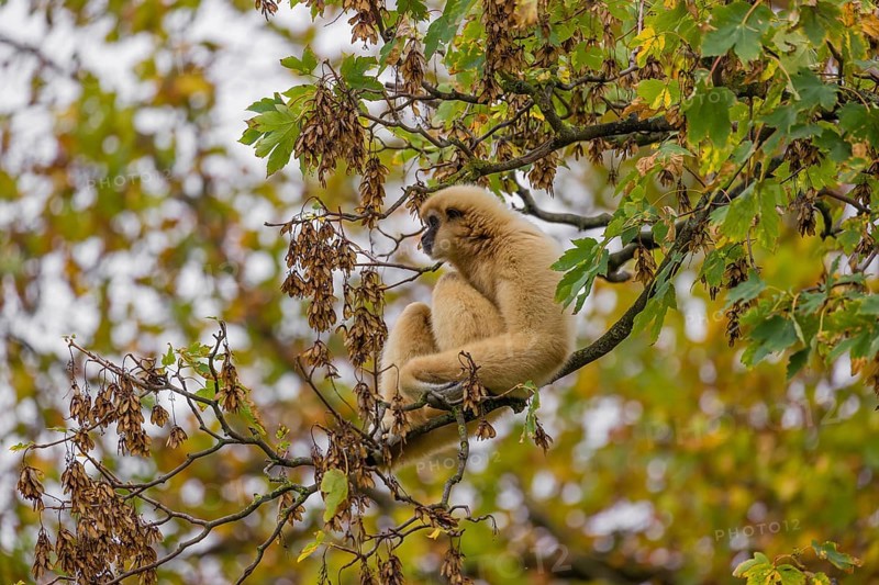 A White-handed gibbon, Hylobates lar, climbs in a tree