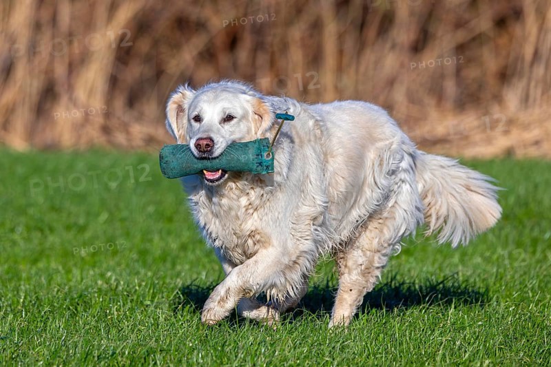 Golden retriever, gun dog with cream coloured coat running with training dummy in field