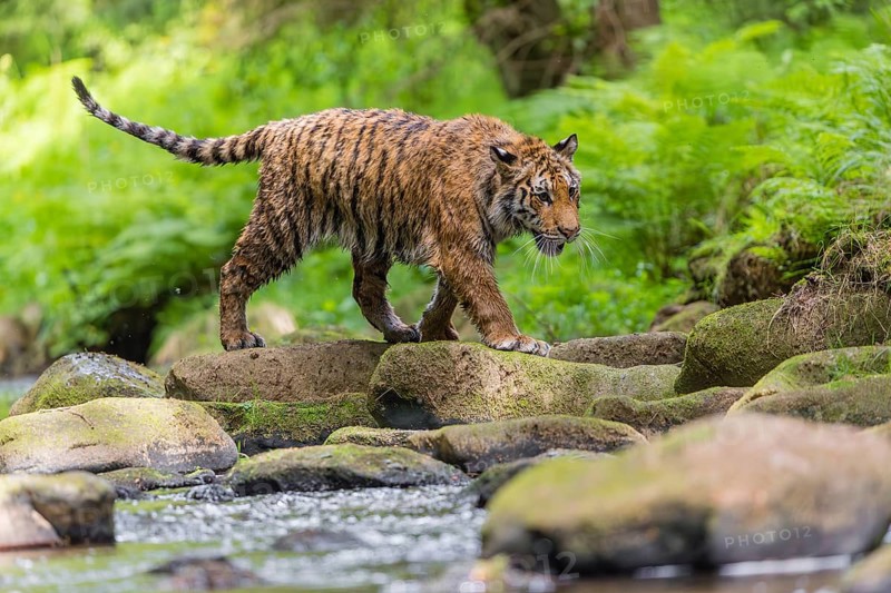 One young female Siberian Tiger, Panthera tigris altaica, walking thru the cool fresh water of a creek deep in a forest