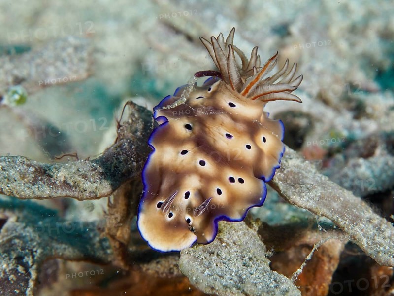 Nudibranch in shades of brown with blue edges, magnificent star snail (Hypselodoris tryoni), on corals, Napoleon dive site, Permuteran, Bali, Indonesia, Asia