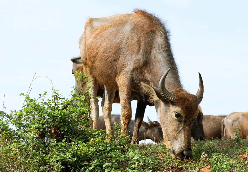 Water buffalo grazing, young animal, Kataragama, Uva Province, Sri Lanka, Asia