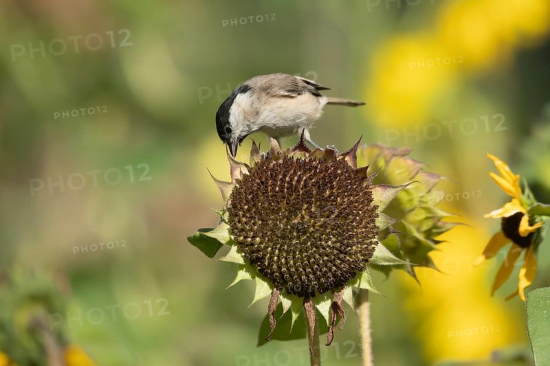 Marsh tit (Poecile palustris) adult bird on a garden sunflower plant seedhead in summer England, United Kingdom, Europe