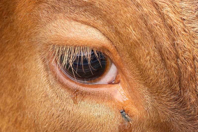 Domestic cattle or cow (Bos taurus) adult farm animal close up of its eye with a fly, England, United Kingdom, Europe