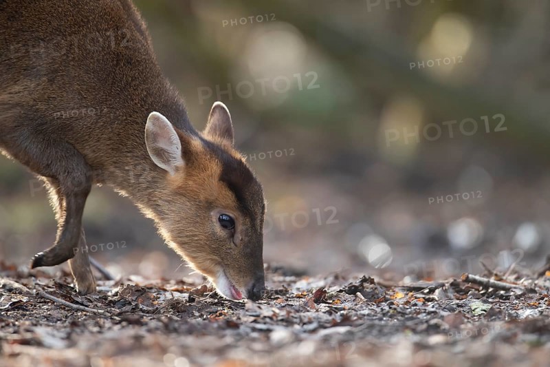 Muntjac deer (Muntiacus reevesi) adult animal feeding on a woodland floor, England, United Kingdom, Europe