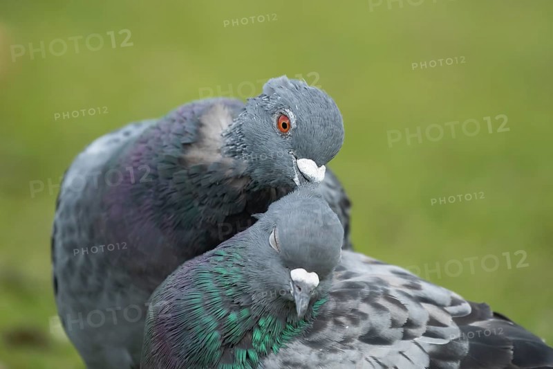 Feral pigeon (Columba livia domestica) two adult dove birds performing their courtship love display, England, United Kingdom, Europe