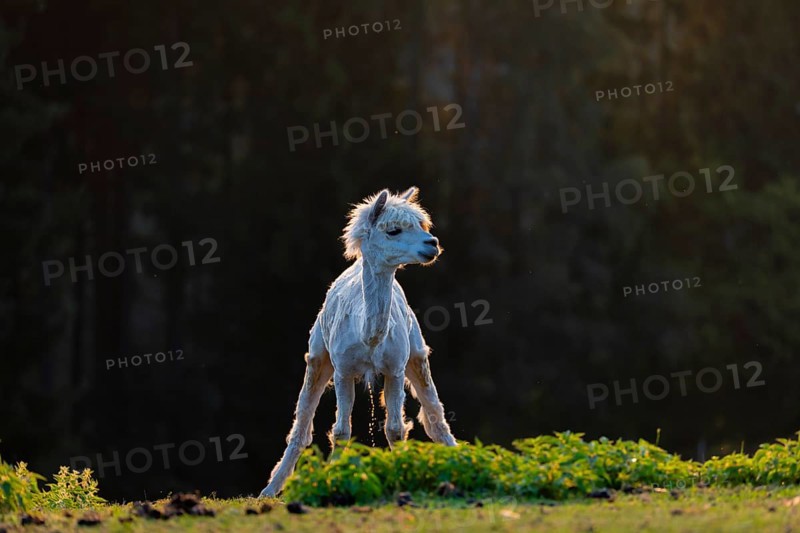 One freshly shorn alpaca (Vicugna pacos) stands in a meadow in front of a dark forest and urinates, Backlit