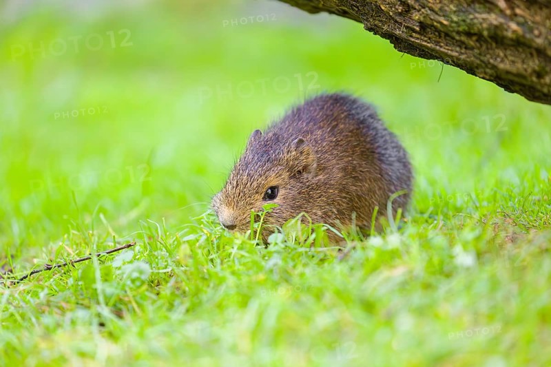 A young Brazilian guinea pig (Cavia aperea) grazes on a green meadow