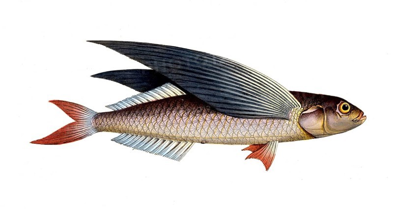 Fish, Flying fish, genus flying fish, Exocoetus evolans, the high-flyer, the Flying-Fish, Historical, digitally restored reproduction from a 19th century original, Record date not stated