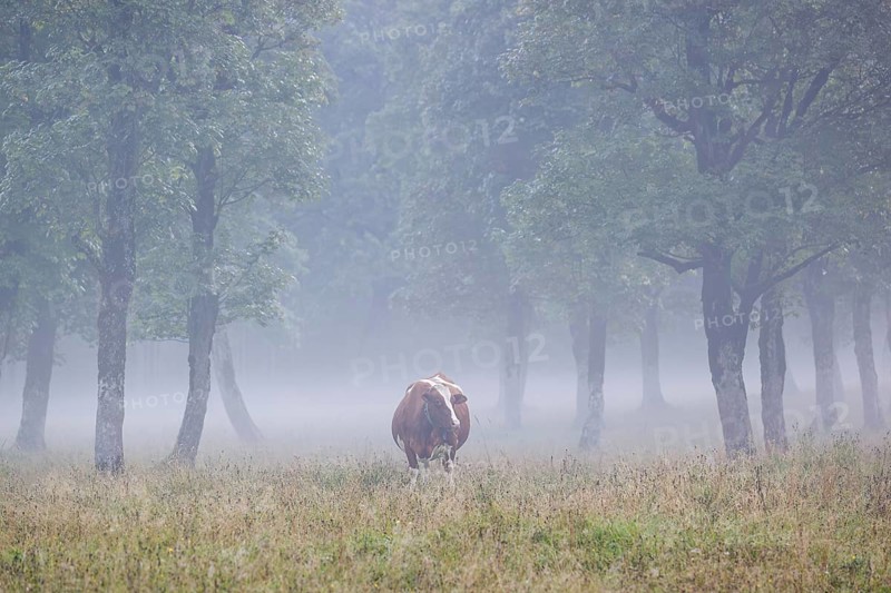 A Holstein Friesian cow stands grazing on a meadow with trees on a foggy day. Eng Valley, Austria, Europe