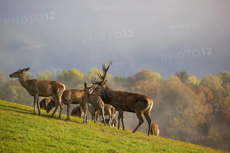 A herd of red deer (Cervus elaphus) stands in a meadow, A forest with autumn leaves can be seen in the background. Wisps of mist drift over the forest