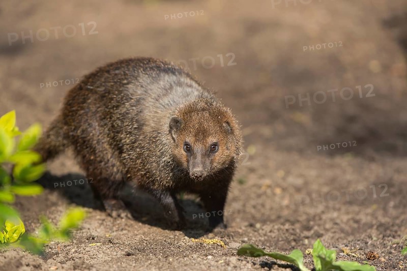 One common kusimanse (Crossarchus obscurus), also known as the long-nosed kusimanse, cusimanse or dwarf mongoose, walking over soil in bright sunshine. Some green plants around