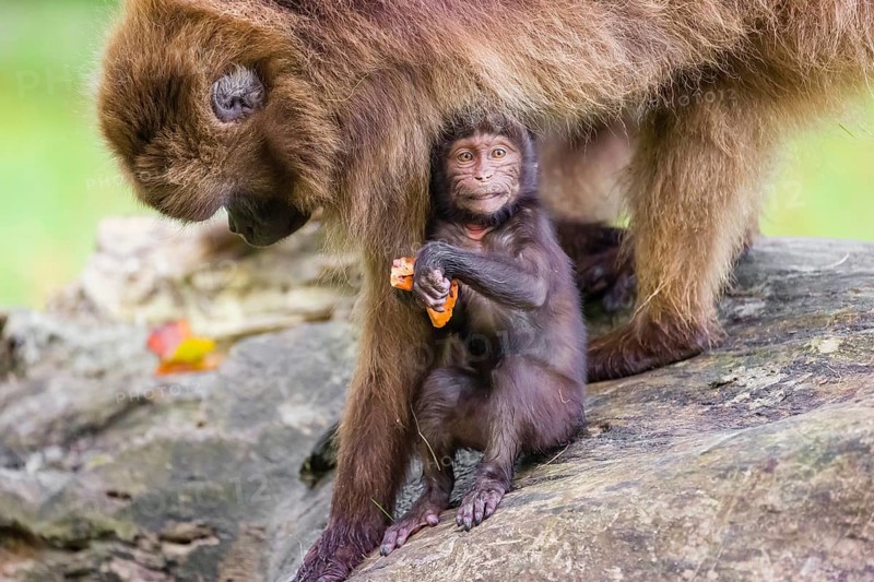 A baby Gelada (Theropithecus gelada), or bleeding-heart monkey, stays in close contact to his mother