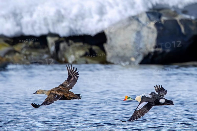 King eider (Somateria spectabilis) pair, female and male in breeding plumage taking off from water in the Arctic Ocean, Svalbard, Spitsbergen