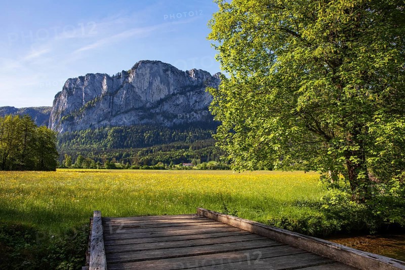Maple tree and spring flower meadow with dragon wall, Mondseeland, Salzkammergut, Upper Austria, Austria, Europe