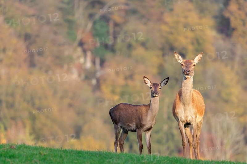 An adult red deer hind (Cervus elaphus) and a calf are standing in a meadow in the beautiful morning light. A forest with autumn leaves can be seen in the background