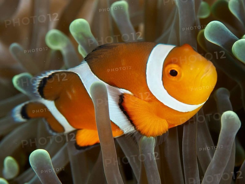 Close-up of an orange-white Ocellaris Clownfish (Amphiprion ocellaris) in a sea anemone, calm atmosphere, dive site Spice Reef, Penyapangan, Bali, Indonesia, Asia